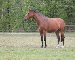 broodmare Chakira de Courcel (Selle Français, 2012, from Ibis de Courcel)