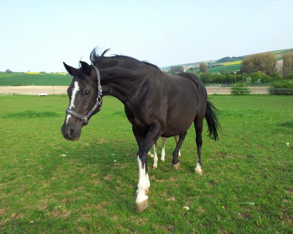 broodmare Vollmondnacht (German Riding Pony, 1998, from Valido)