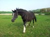 horse Vollmondnacht (German Riding Pony, 1998, from Valido)