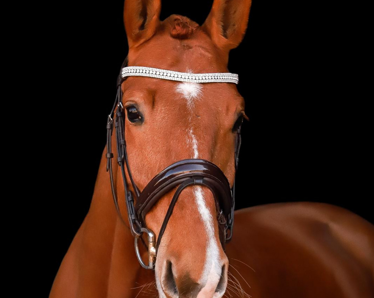 jumper Copacabana T. (German Sport Horse, 2017, from Colorit)