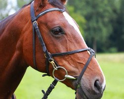 broodmare Raja-Rafinesse (Westphalian, 1998, from Rhodos)