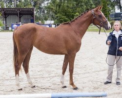 broodmare Fendi de Courcel (Selle Français, 2015, from Type Top du Monteil)