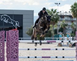 jumper Coconut Pommex Z (Zangersheide riding horse, 2015, from Cornet Obolensky)