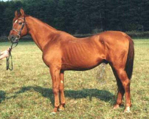 stallion Gidran XIX (Gidran, 1959)