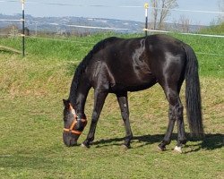 horse D'Aslaan (Rheinländer, 2018, from Dark Sensation)