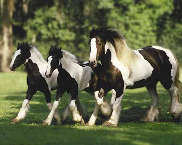 broodmare Anabel (Tinker / Irish Cob / Gypsy Vanner, 1998, from Acabado)