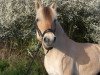 dressage horse Urania's Ocean (Fjord Horse, 1999, from Brusvein)