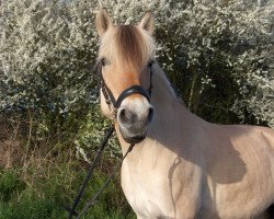 dressage horse Urania's Ocean (Fjord Horse, 1999, from Brusvein)