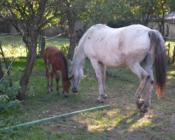 broodmare Amey (Knabstrupper, 1998, from Bulat)