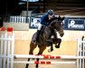 jumper Cosinus 31 (Hanoverian, 2012, from Castino 4)