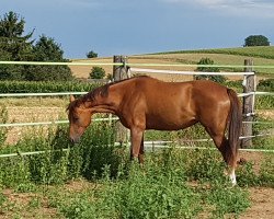 jumper Azizaa (Hanoverian, 2016, from Asagao xx)