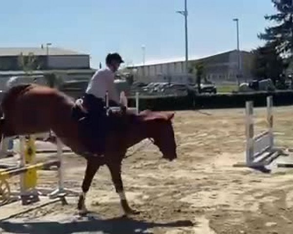 Video of Paloa