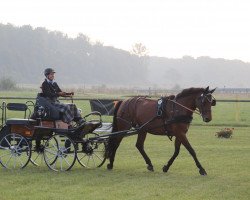 dressage horse Ruby Magic 3 (Westphalian, 2003, from Roh Magic)