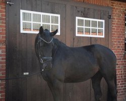 jumper PSG Di Jane (Hanoverian, 2017, from Diacontinus)