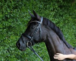 dressage horse Destana GD (Westphalian, 2014, from Destano)