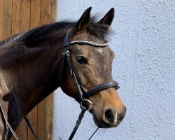 broodmare Bünteeichen Birthe (German Riding Pony, 2011, from New Classico)