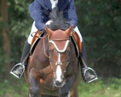 broodmare Capri (Oldenburg show jumper, 2003, from Come On)