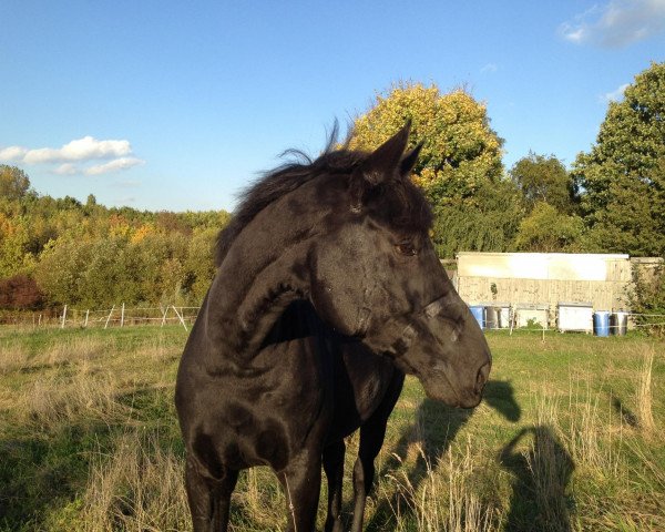 dressage horse Falling-Star (Westphalian, 2001, from Florestan I)