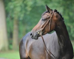 broodmare Cab (Westphalian, 2006, from Cornet Obolensky)