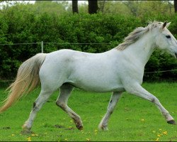 horse Classic-Girl (German Riding Pony, 1994, from Marlino)