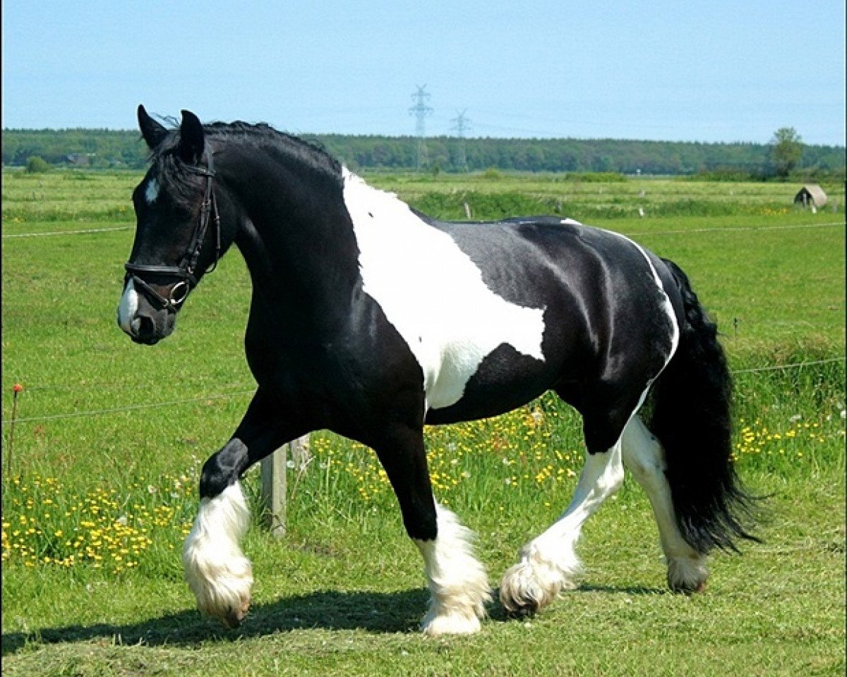 Dressurpferd Winnetou (Tinker-Mix / Pinto Tinker / Crossbreed, 2007)