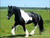 Dressurpferd Winnetou (Tinker-Mix / Pinto Tinker / Crossbreed, 2007)