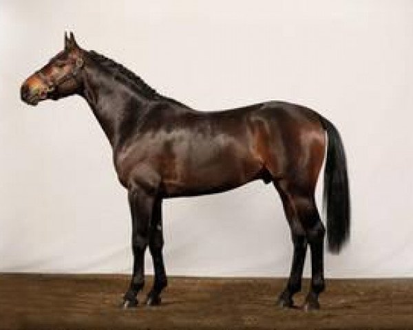 stallion Singular Ls La Silla (KWPN (Royal Dutch Sporthorse), 2006, from Fergar Mail)
