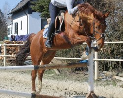 broodmare Feline UK (Westphalian, 2004, from Fürst Piccolo)