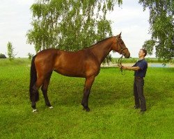 Zuchtstute Chandela (Mecklenburger, 2008, von Champion de Cord)