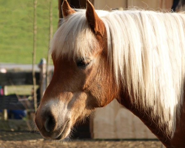 horse Winona (Haflinger, 2003, from Waidler)