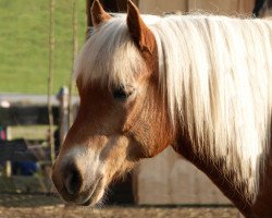 Pferd Winona (Haflinger, 2003, von Waidler)