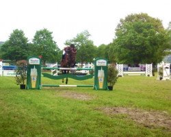 jumper Armstrong 36 (Oldenburg show jumper, 2005, from Amman)