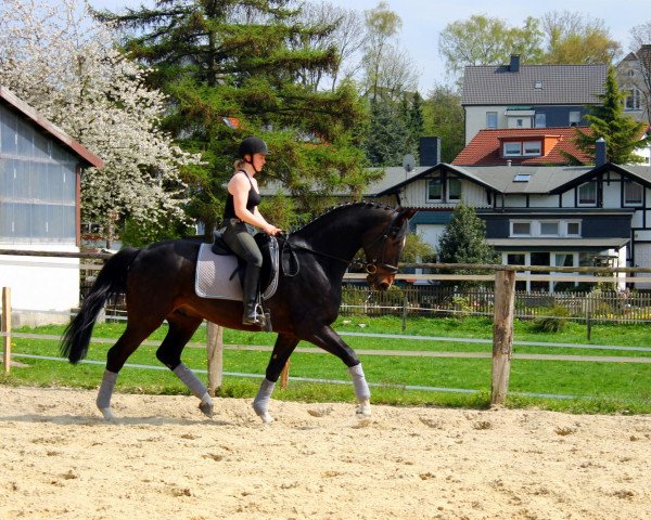 dressage horse Belmondo E (Westphalian,  , from Basic)