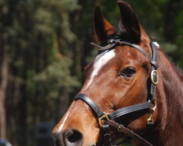 broodmare K-Lucky Lavin (Holsteiner, 1995, from Linaro)