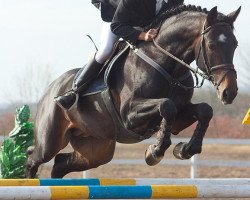 Springpferd Kapitan (Westfale, 2004, von Cornet Obolensky)