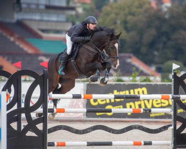 jumper Ceres (Hanoverian, 2012, from Calido I)