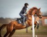 dressage horse Vinipegas (Trakehner, 2016, from Chromas)