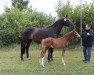 broodmare Donna Dänemark (Westphalian, 2001, from Donnerhall)