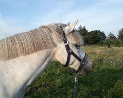 dressage horse Fee Isalie (German Riding Pony, 2012)