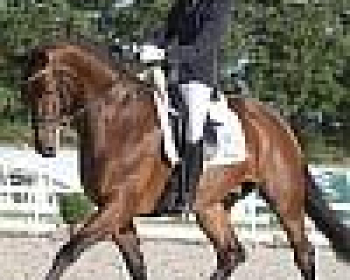 dressage horse Ferrero 23 (Hanoverian, 2004, from Florestan I)