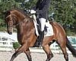 dressage horse Ferrero 23 (Hanoverian, 2004, from Florestan I)