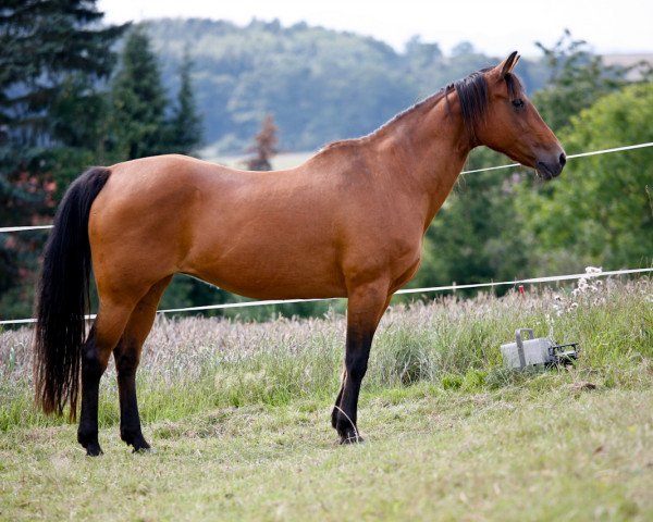 broodmare Bonitas Solid Gold (Quarter Horse, 1983, from Lena's Bonita)