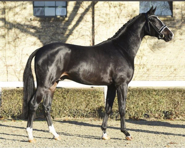 stallion Diamantenglanz (Oldenburg, 2019, from Diamond First)