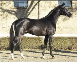 dressage horse Diamantenglanz (Oldenburger, 2019, from Diamond First)