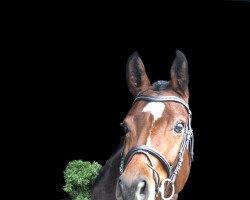 dressage horse Summer (Westphalian, 2016, from Son of Cologne)