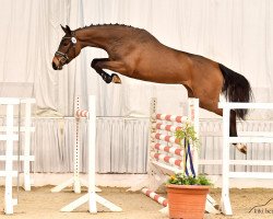 broodmare Cornetta Crisp Pj (Hanoverian, 2018, from Cornet Obolensky)