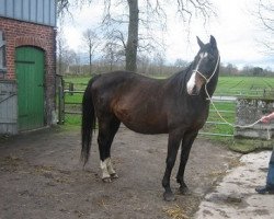 broodmare Akazie 52 (Holsteiner, 1986, from Reichsgraf)