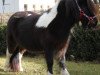 broodmare Chica (Shetland Pony, 2020, from Calypso)