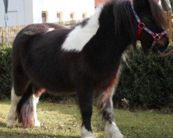 Zuchtstute Chica (Shetland Pony, 2020, von Calypso)