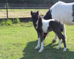 Pferd Lichterzaubers Origin (Shetland Pony, 2022, von Obelix v. Hoeve Eelwerd)